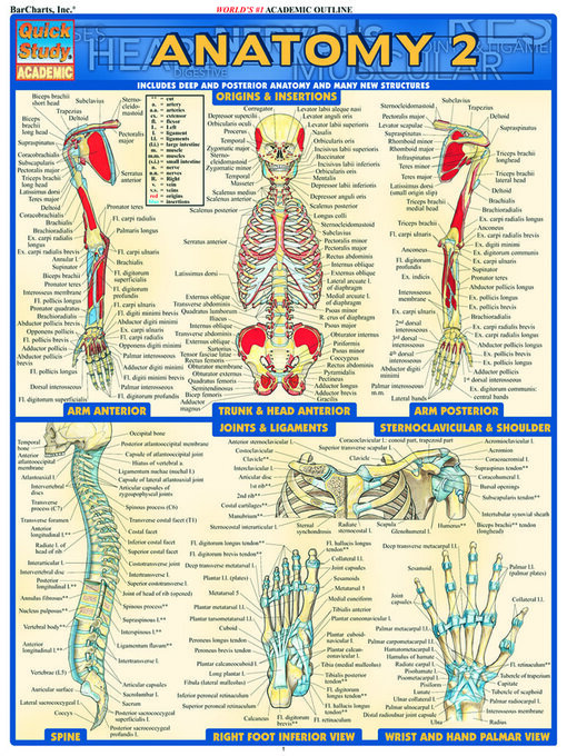 Title details for Anatomy 2--Reference Guide (8.5 x 11) by BarCharts, Inc. - Available